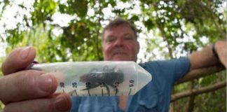 Maior abelha do mundo é redescoberta na Indonésia