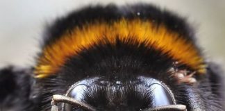 #2 – Os ocelos e as cores