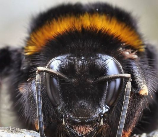 #2 – Os ocelos e as cores