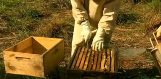 Estudo da A.B.E.L.H.A. no Globo Rural