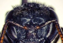 #3 – Mombuca come carne