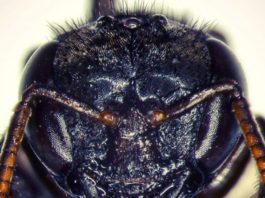 #3 – Mombuca come carne