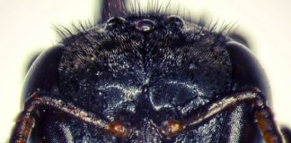 #3 – Mombuca come carne