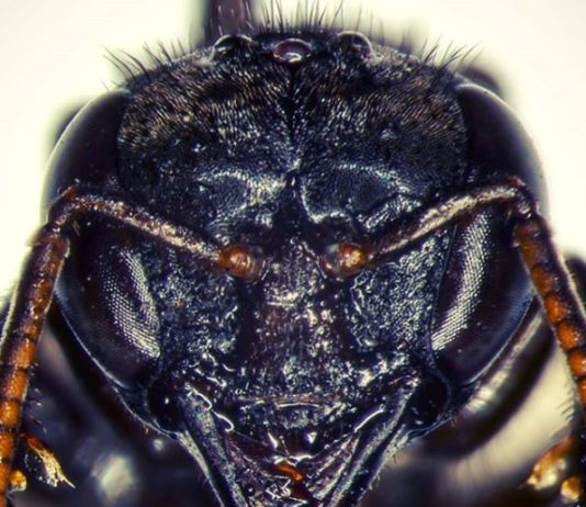 #3 – Mombuca come carne