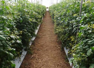 Série Chamada Pública CNPq – Carmen Pires