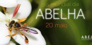 A riqueza de tamanhos e cores das nossas abelhas