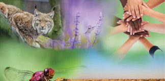 IPBES 7 – Um milhão de espécies de plantas e animais estão ameaçadas de extinção