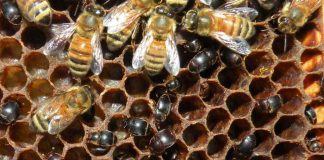 Pesquisa brasileira busca confirmar a origem do pequeno besouro das colmeias no Brasil