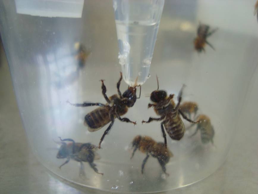 Pesquisa Malaspina abelhas lab