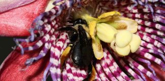 # 7 – De antera a estigma