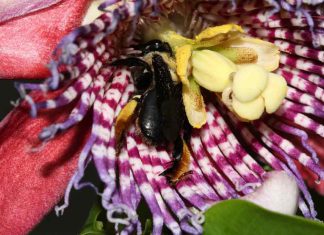Plantas que os polinizadores gostam