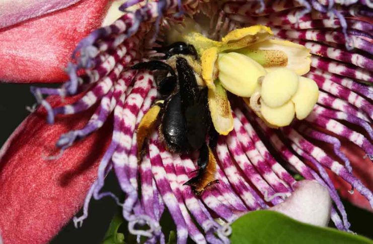 Plantas que os polinizadores gostam