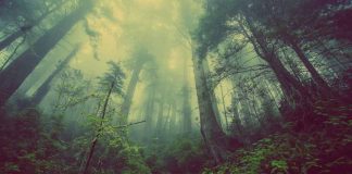 5 de junho – Dia Mundial do Meio Ambiente