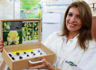 Série Chamada Pública CNPq – Márcia Maués