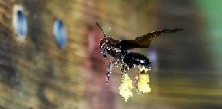 Floresta e uso diversificado do solo beneficiam abelhas e vespas