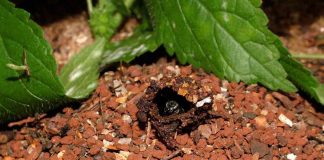 #8 – Casa própria ou aluguel?