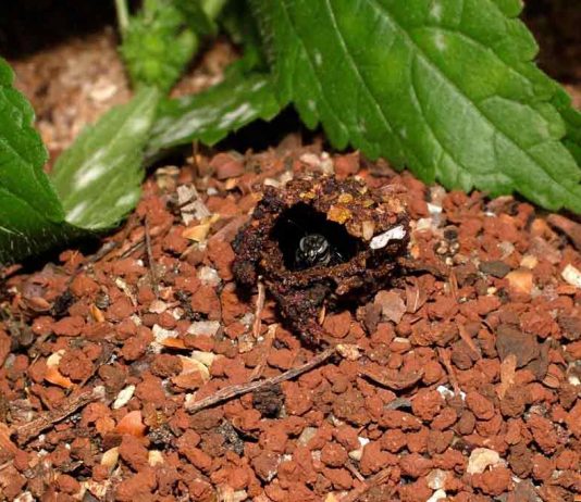 #8 – Casa própria ou aluguel?