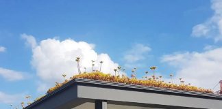 Cidade holandesa tem pontos de ônibus para atrair insetos polinizadores