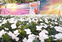 Abelhas nativas do Brasil invadem a Expoflora 2019