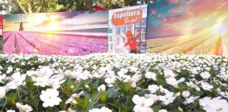 Abelhas nativas do Brasil invadem a Expoflora 2019