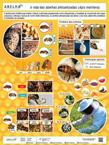 vida abelhas apis site