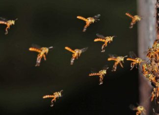 A importância da Mata Atlântica para abelhas sem ferrão