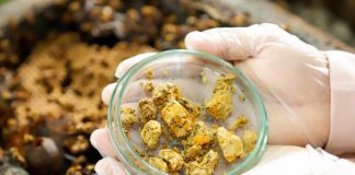 Estudo revela potencial antiglicêmico de pólen produzido por abelha nativa