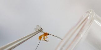 Vespas nativas são usadas para controlar mosca-das-frutas