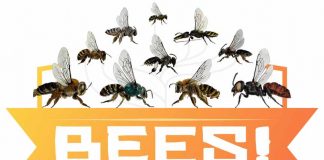 Ciência na quarentena: Exposição Abelhas – Diversidade, Evolução, Conservação