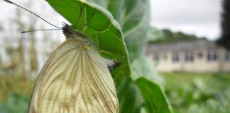 Especialistas explicam aumento da quantidade de borboletas em Maceió