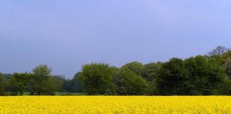 Fragmentos de florestas próximos de cultivos contribuem para produtividade de oleaginosas no Brasil