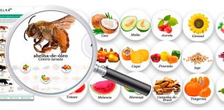 Abelhas e produção de alimentos no Brasil