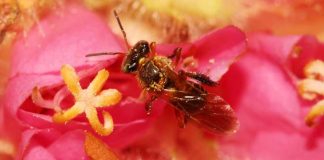 Consórcio sequencia e analisa o genoma das abelhas sem ferrão Frieseomelitta varia