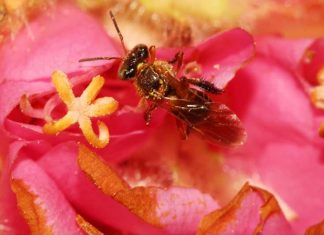 Consórcio sequencia e analisa o genoma das abelhas sem ferrão Frieseomelitta varia