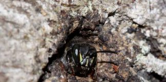 Pesquisadores descrevem presença de bactéria em colônias de abelhas sem ferrão no Brasil
