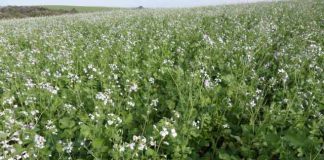 Nabo forrageiro é estratégia da Embrapa para prover alimento às abelhas