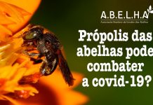Própolis das abelhas pode combater a covid-19?