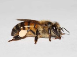 Anatomia e estruturas externas