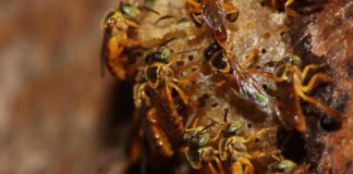 Paulistanos criam abelhas sem ferrão como animais de estimação