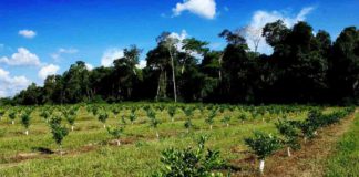 Propriedades citrícolas possuem 182 mil hectares destinados à vegetação nativa