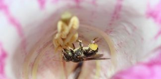 Principais polinizadores do Brasil abelha irai flor rosa pólen