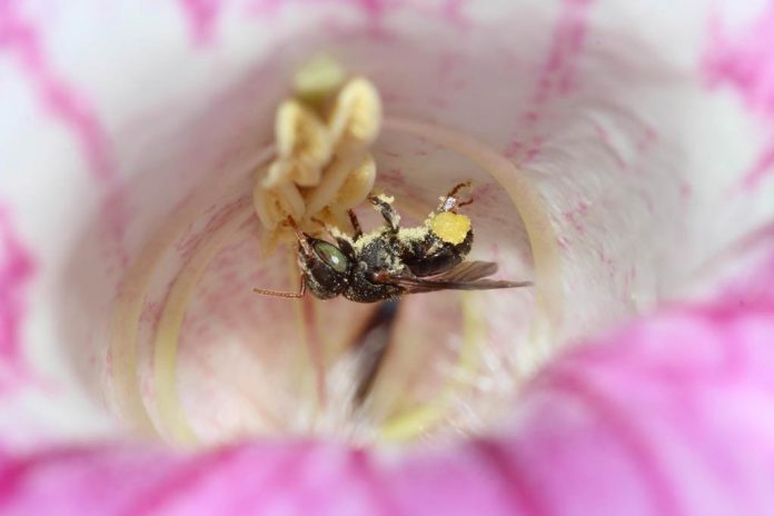 abelha irai flor rosa pólen