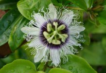 Ninhos armadilha para polinizadores de maracujazeiro