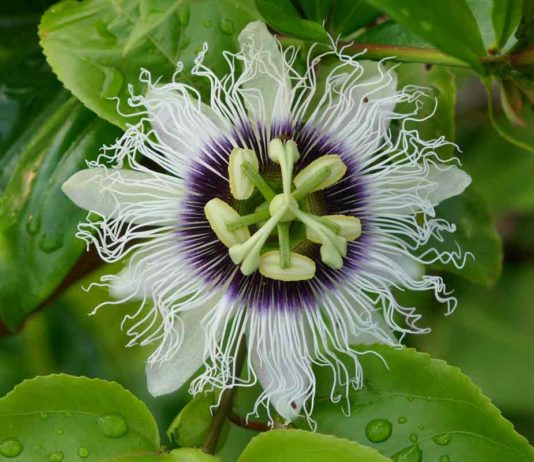 Ninhos armadilha para polinizadores de maracujazeiro