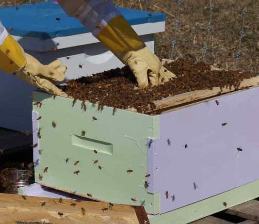 Capa protetora para colmeia americana