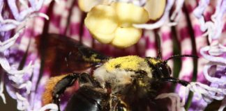 A.B.E.L.H.A. homenageia as espécies solitárias com pôster digital