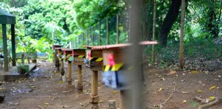 Primavera estimula produção em meliponários municipais em Salvador