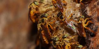 Parceria A.B.E.L.H.A., Embrapa Meio Ambiente e Senar lança cartilha sobre manejo de abelhas