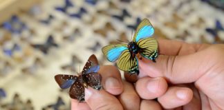 Projeto da UFRGS estima mais de 900 espécies de borboletas no Estado