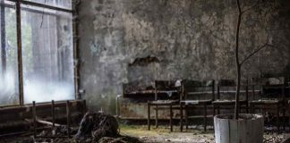 Radiação de Chernobyl reduziu reprodução de abelhas em até 45%